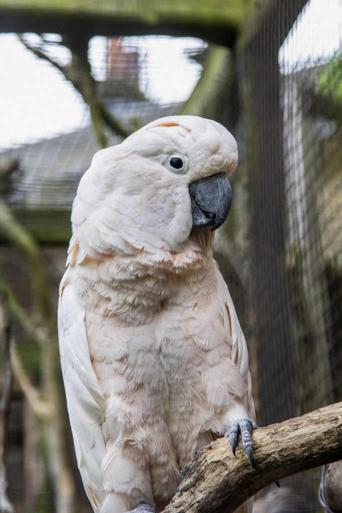 close up of a bird at harewood house