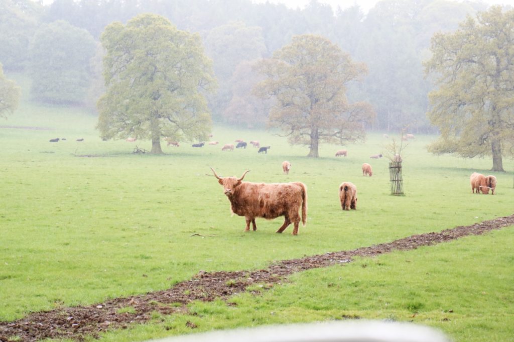 highland cows as neighbours in the field