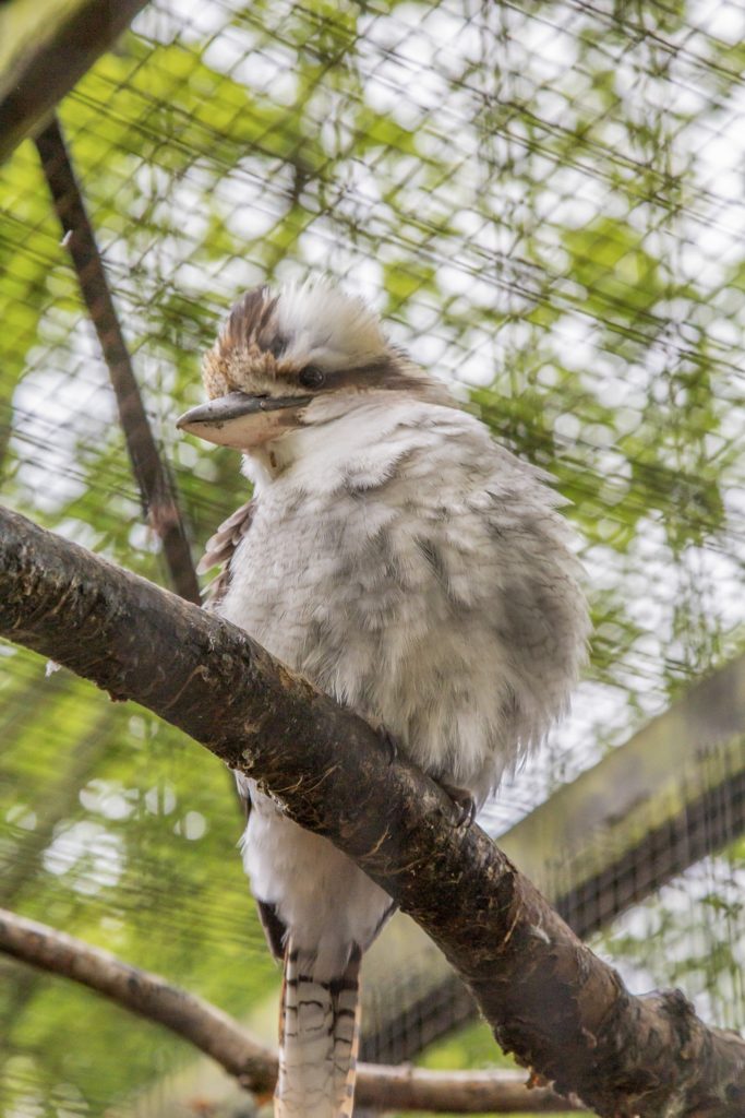 close up of a bird at harewood house