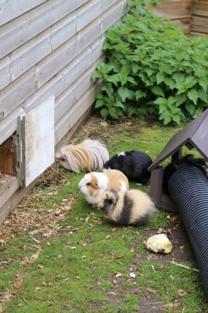 four guinea pigs 
