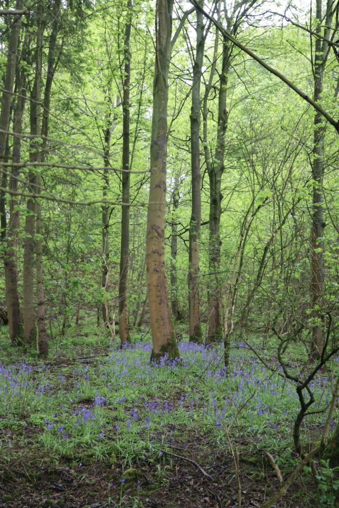 bluebells in the wood at harewood holidays 