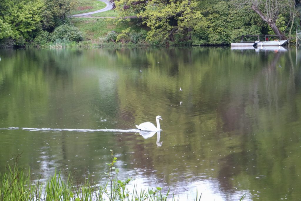 swan on the harewood house lake