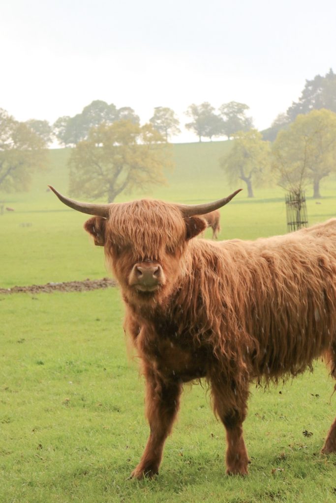 highland cows at harewood holidays 