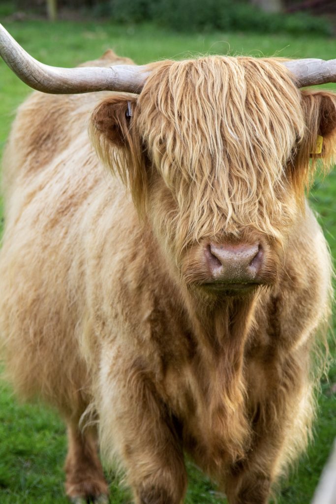 highland cows at harewood holidays 