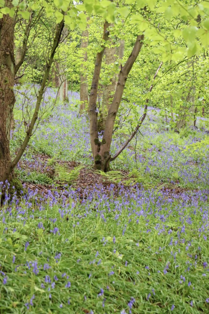 bluebells in the wood at harewood holidays 