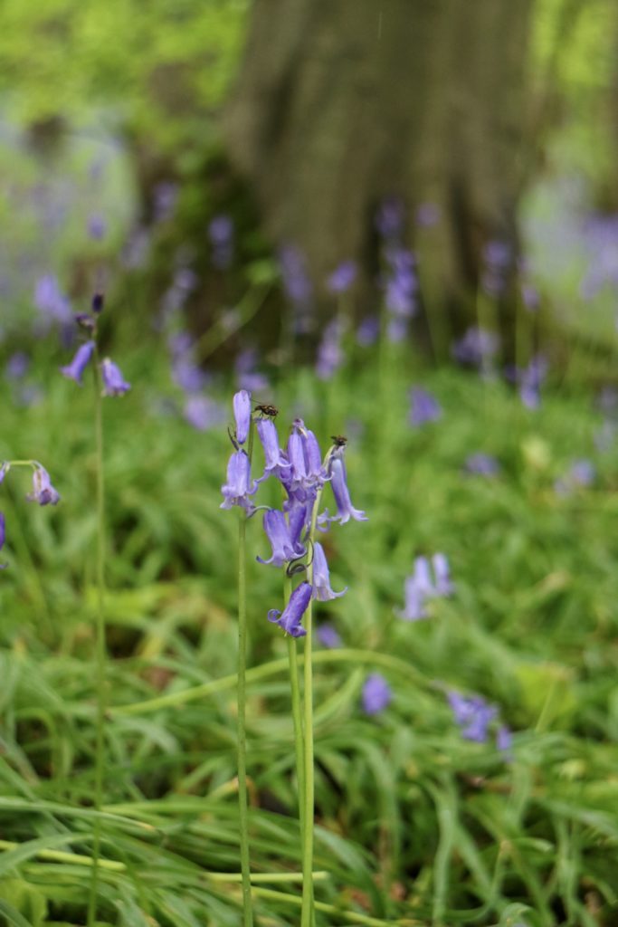 bluebells in the wood at harewood holidays 