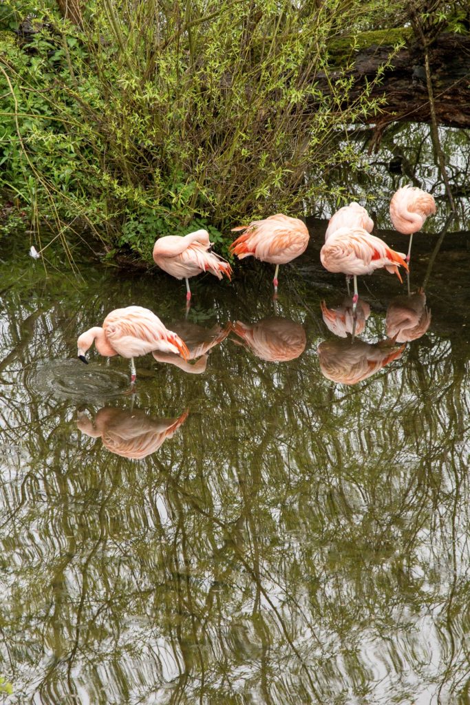 flamingoes at harewood house