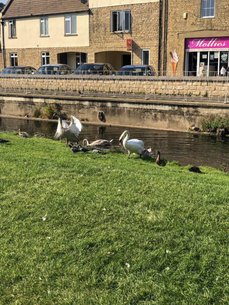 swans, cygnets and ducks on Stamford river bank