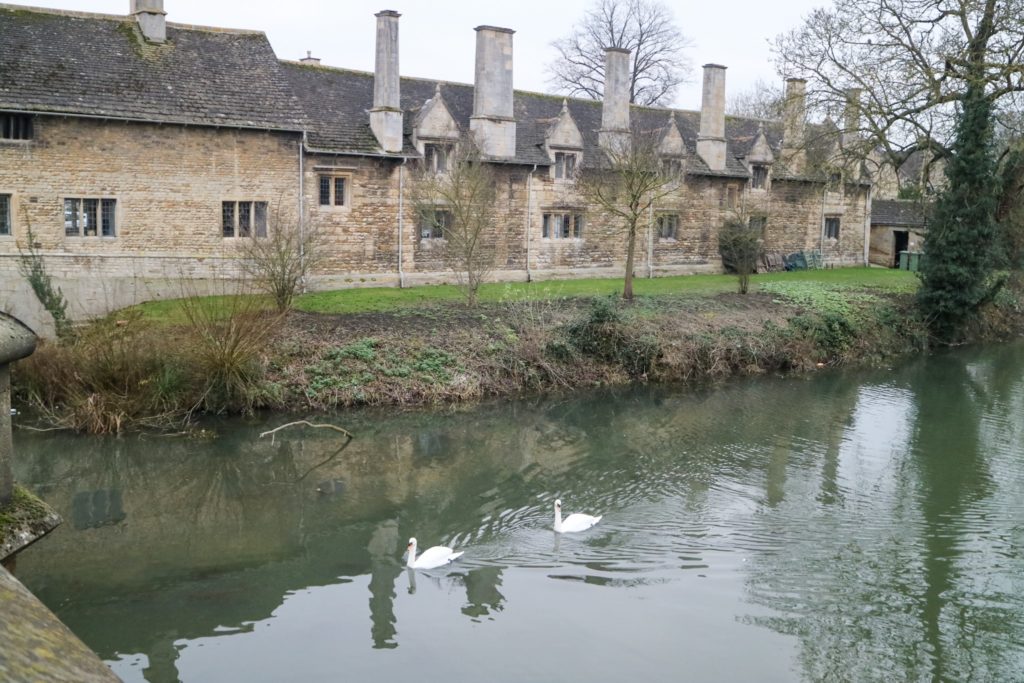 swans on the river in front of some houses