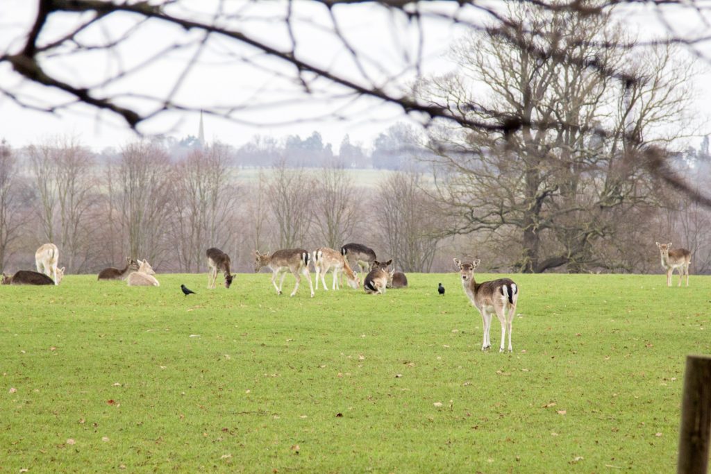 deers at burghley house