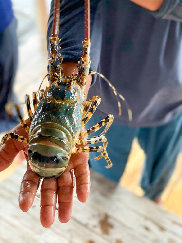 a blue-green coloured lobster being held