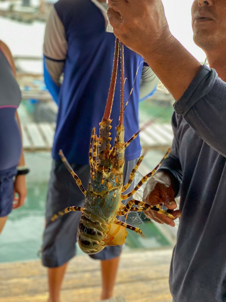 a blue-green coloured lobster being held